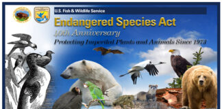 fotomontaggio colori, animali in via estinzione, orsi, volatili, pesci, mammiferi marini, roditori, intestato endangered species act, 40o anniversario