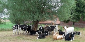 In un allevamento di bovini, un gruppo di mucche pezzate bianco/nero e bianco/beige, pascolano su un prato, qualcuna ritta sulle zampe, altre distese a terra. Sono all'ombra di un grande albero