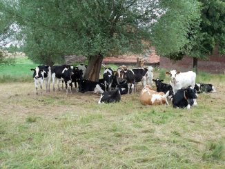 In un allevamento di bovini, un gruppo di mucche pezzate bianco/nero e bianco/beige, pascolano su un prato, qualcuna ritta sulle zampe, altre distese a terra. Sono all'ombra di un grande albero