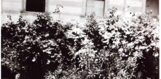 fotografia, bianco e nero, 4 giovani uomini in giacca e cravatta seduti su una panchina, sfondo cespugli di un giardino: Leonardo Sciascia con suoi compagni del Magistrale Superiore a Caltanissetta