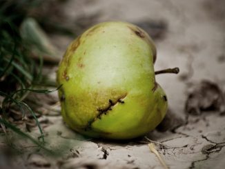 una mela inizia a marcire e delle formiche iniziano a entrare attraverso una crepa