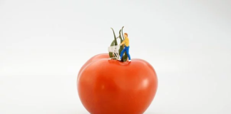 On a white background stands a red tomato on top of which rests the stylized miniature of a man in the act of pushing a shopping cart.