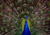L'immagine mostra un pavoe che con la sua corona di piume nere costellate di macchie multicolore, occupa tutto lo sfondo. In primo piano, il corpo ed il collo blu dell'animale dividono quasi in due lo schermo
