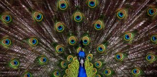 L'immagine mostra un pavoe che con la sua corona di piume nere costellate di macchie multicolore, occupa tutto lo sfondo. In primo piano, il corpo ed il collo blu dell'animale dividono quasi in due lo schermo