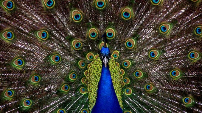 L'immagine mostra un pavoe che con la sua corona di piume nere costellate di macchie multicolore, occupa tutto lo sfondo. In primo piano, il corpo ed il collo blu dell'animale dividono quasi in due lo schermo