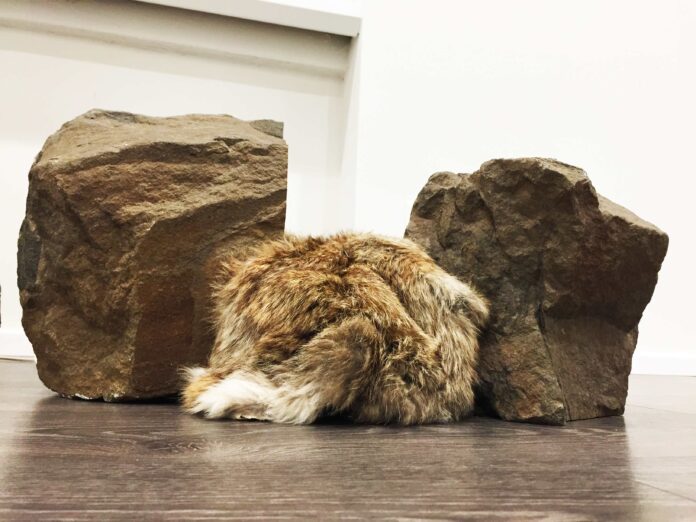 An object that breathes: the art of Günter Weseler, two rocks and an insert of animal fur.