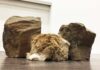 Un oggetto che respira: l'arte di Weseler, due rocce e un inserto di pelliccia animale.