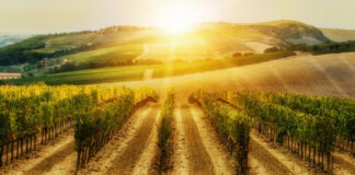un insieme di filari di vigna al tramonto nella cornice della campagna toscana