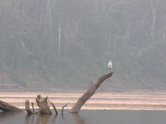 in this coloured photo you can see, in the foreground, some tree trunks floating on the water and, in the background, the Amazon rainforest