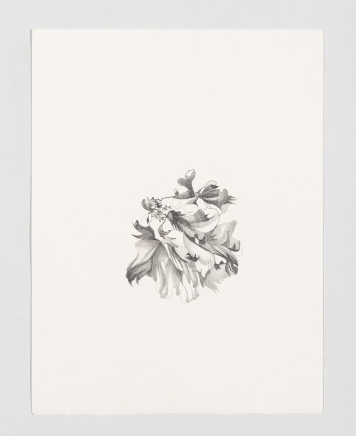 la foto a colori mostra un disegno pastello su carta cotone Fabriano che raffigura un fiore, la peonia