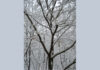 la foto mostra alcuni alberi spogli e coperti di neve in una grigia giornata invernale