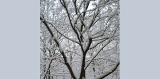 la foto mostra alcuni alberi spogli e coperti di neve in una grigia giornata invernale