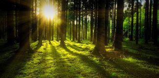 immagine di un bosco. tra i tronchi degli alberi penetrano i raggi del sole
