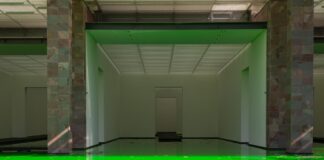 Green water insede a building tat is an open space, non doors and window; a bird in close-up shot