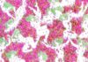 L'immagine mostra una delle opere di gabriele Artusio: Ines (Bouganville). Un disegno orizzontale in cui diverse ragazze nude nello stile che richiama il fumetto giapponese, dalla pelle bianca e i capelli verde chiaro sono immerse in pose languide e differenziate in un mare di fiori di bouganviille, come una sorta di carta da parati