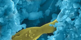 European Commission promotes "green uranium" - Promosso l'"uranio verde"