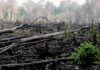 Strage di alberi nella foresta in Nigeria