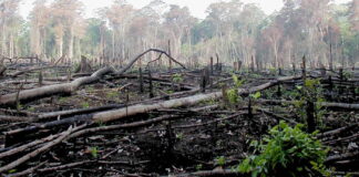 Strage di alberi nella foresta in Nigeria
