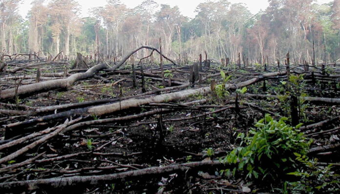 Strage di alberi nella foresta in Nigeria